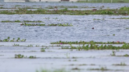 Water reeds creating a serene winter landscape reflection under a vast skyWater reeds creating a serene winter landscape reflection under a vast sky - Powered by Adobe