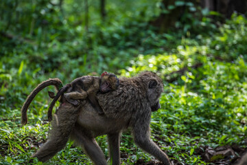 Female Olive Baboon in Africa carrying a young baboon on it's back