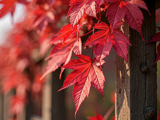 Vibrant Red Maple Vine on Rustic Fence Autumn Foliage Photo