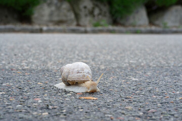 Snail Crawling on Asphalt Surface