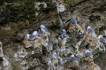 Black-Legged Kittiwakes Nesting on Rocky Cliff Face in Coastal Habitat