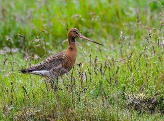 Black-tailed Godwit Standing in Verdant Grassland Habitat
