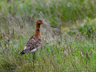 Black-tailed Godwit Standing in Verdant Grassland Habitat