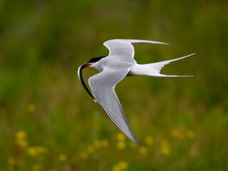 Arctic Tern in Flight with Fish Catch