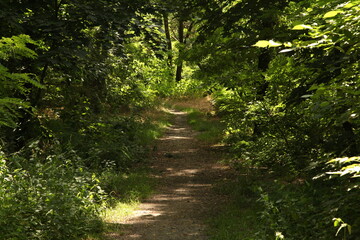 Obraz premium beautiful, forest, garden, green, landscape, nature, outdoor, summer, park, 