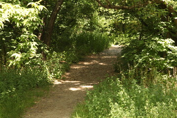 beautiful, forest, garden, green, landscape, nature, outdoor, summer, park, 