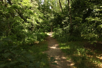 Obraz premium beautiful, forest, garden, green, landscape, nature, outdoor, summer, park, 