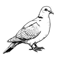 Fototapeta premium Vintage sketch of a dove standing gracefully 