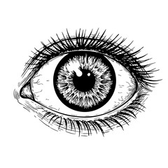 Obraz premium Detailed vintage eye sketch with intricate eyelashes and iris 
