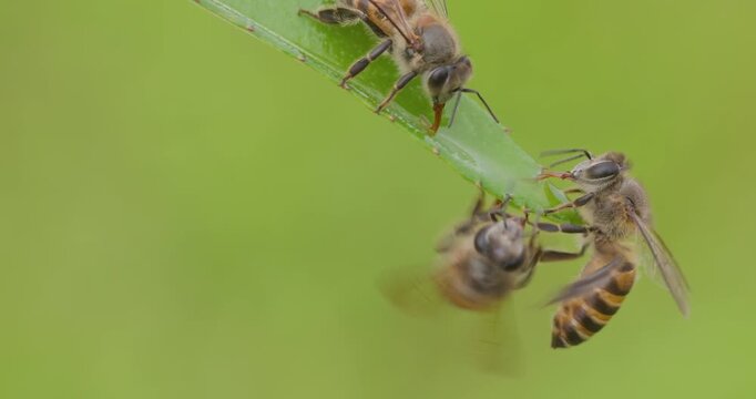 Indian honey bees gather and jostle to sip dew from a leaf in the chilly morning of the winter season.