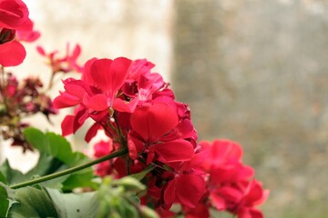 Scarlet geraniums