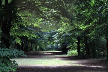 Forest on K&aacute;nyav&aacute;ri-Island, Kis-Balaton, Hungary