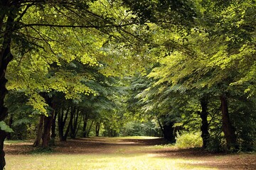 Forest path on K&aacute;nyav&aacute;ri-Island, Kis-Balaton, Hungary