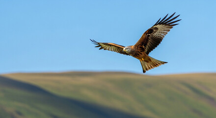 A majestic red kite soars gracefully through a clear blue sky over a mountain landscape.