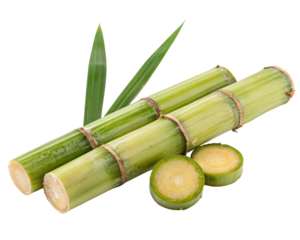 Fresh green sugarcane stalks with leaves cut on black background showing juicy cross sections
