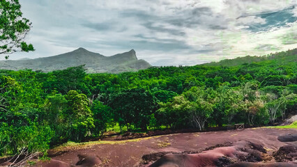 Tropischer Urwald in Mauritius mit vielfältiger Pflanzenwelt