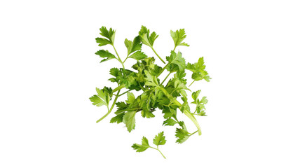Fresh parsley close up on transparent background