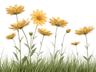 yellow flowers on white