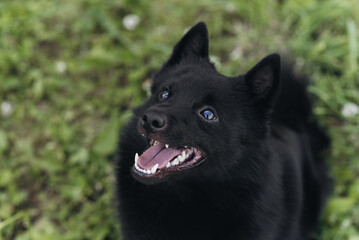 black schipperke dog sitting on lawn with green grass in sunny summer day, dogwalking concept