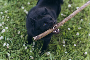 black schipperke dog playing with stick on lawn with green grass in sunny summer day, dogwalking concept