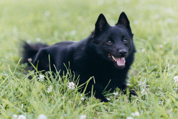black schipperke dog lying on lawn with green grass in sunny summer day, dogwalking concept