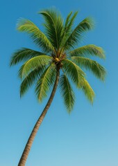Tropical palm under clear sky.