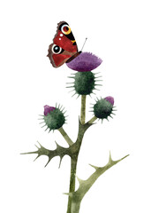Hand painted watercolor illustration of  Peacock Butterfly on Thistle plant. Isolated on transparent background.
