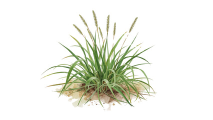 Botanical display of slender foxtail grass clump with detailed stems on transparent layout