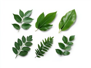 Obraz premium A variety of fresh green leaves arranged on a white background, showcasing different shapes, sizes, and textures, emphasizing nature's beauty and diversity.