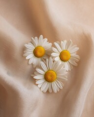 Chamomile Flowers on Soft Beige Linen – White Petals and Yellow Centers with Pastel Background