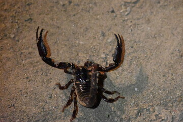 Heterometrus or Asian Forest Scorpion. It is a genus of scorpions belonging to the family Scorpionidae. This is a predominantly nocturnal and hide in burrows, below logs, and in leaf litter.
