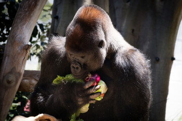 Gorilla holding an armful of food
