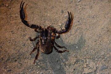 Heterometrus or Asian Forest Scorpion. It is a genus of scorpions belonging to the family Scorpionidae. This is a predominantly nocturnal and hide in burrows, below logs, and in leaf litter.
