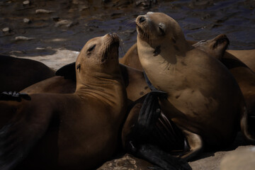 sea lions on the rocks