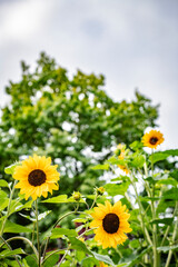 Summer sunflowers in full bloom in the Netherlands