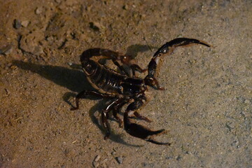 Heterometrus or Asian Forest Scorpion. It is a genus of scorpions belonging to the family Scorpionidae. This is a predominantly nocturnal and hide in burrows, below logs, and in leaf litter.
