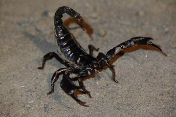 Heterometrus or Asian Forest Scorpion. It is a genus of scorpions belonging to the family Scorpionidae. This is a predominantly nocturnal and hide in burrows, below logs, and in leaf litter.
