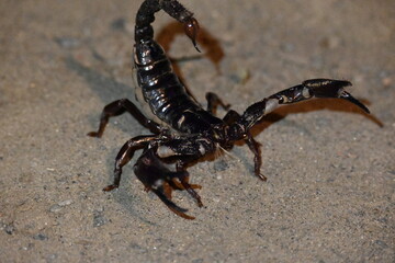 Heterometrus or Asian Forest Scorpion. It is a genus of scorpions belonging to the family Scorpionidae. This is a predominantly nocturnal and hide in burrows, below logs, and in leaf litter.
