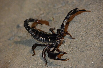 Heterometrus or Asian Forest Scorpion. It is a genus of scorpions belonging to the family Scorpionidae. This is a predominantly nocturnal and hide in burrows, below logs, and in leaf litter.

