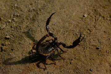 Heterometrus or Asian Forest Scorpion. It is a genus of scorpions belonging to the family Scorpionidae. This is a predominantly nocturnal and hide in burrows, below logs, and in leaf litter.
