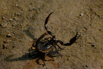 Heterometrus or Asian Forest Scorpion. It is a genus of scorpions belonging to the family Scorpionidae. This is a predominantly nocturnal and hide in burrows, below logs, and in leaf litter.
