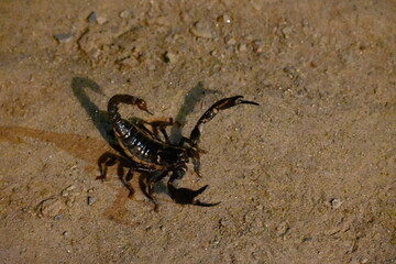 Heterometrus or Asian Forest Scorpion. It is a genus of scorpions belonging to the family Scorpionidae. This is a predominantly nocturnal and hide in burrows, below logs, and in leaf litter.
