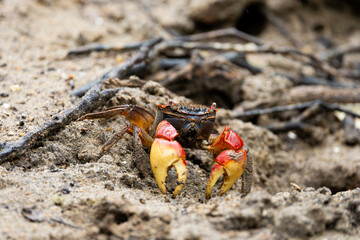 a red mangrove crab, red clawed crab