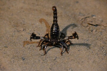 Heterometrus or Asian Forest Scorpion. It is a genus of scorpions belonging to the family Scorpionidae. This is a predominantly nocturnal and hide in burrows, below logs, and in leaf litter.

