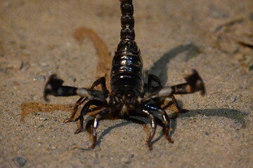 Heterometrus or Asian Forest Scorpion. It is a genus of scorpions belonging to the family Scorpionidae. This is a predominantly nocturnal and hide in burrows, below logs, and in leaf litter.
