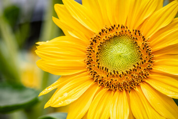 Summer sunflowers in full bloom in the Netherlands