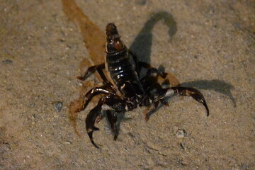 Heterometrus or Asian Forest Scorpion. It is a genus of scorpions belonging to the family Scorpionidae. This is a predominantly nocturnal and hide in burrows, below logs, and in leaf litter.
