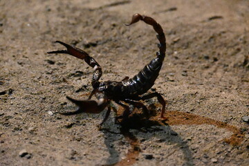 Heterometrus or Asian Forest Scorpion. It is a genus of scorpions belonging to the family Scorpionidae. This is a predominantly nocturnal and hide in burrows, below logs, and in leaf litter.
