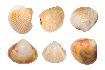 SEA SHELLS REMOVED 32 YEARS AGO - YELLOW COCKLE, CHAMELEA GALLINA, BIVALVE SPECIES AND PERHAPS RARE ONES LIKE THE PLIOCENE CHIONE CANCELLATA