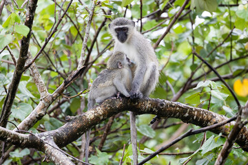 a vervet monkey nursing her young one